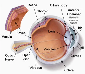 Diagram of the anatomy of the eye