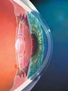 Intermediate vision